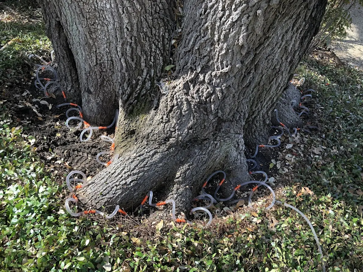 Detailed Tree Cabling and Bracing job site in Audubon