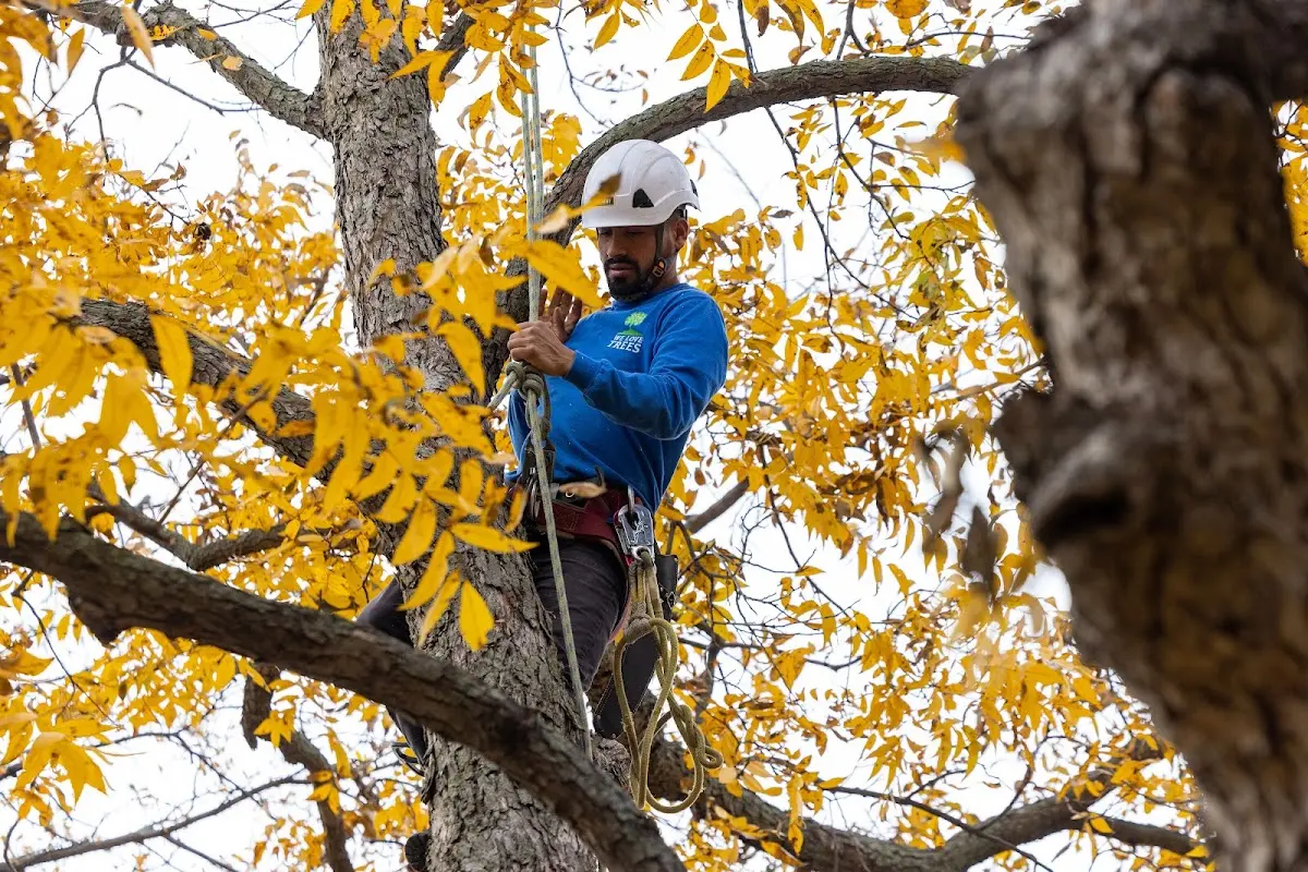 Skilled Storm Damage Cleanup crew working in Audubon